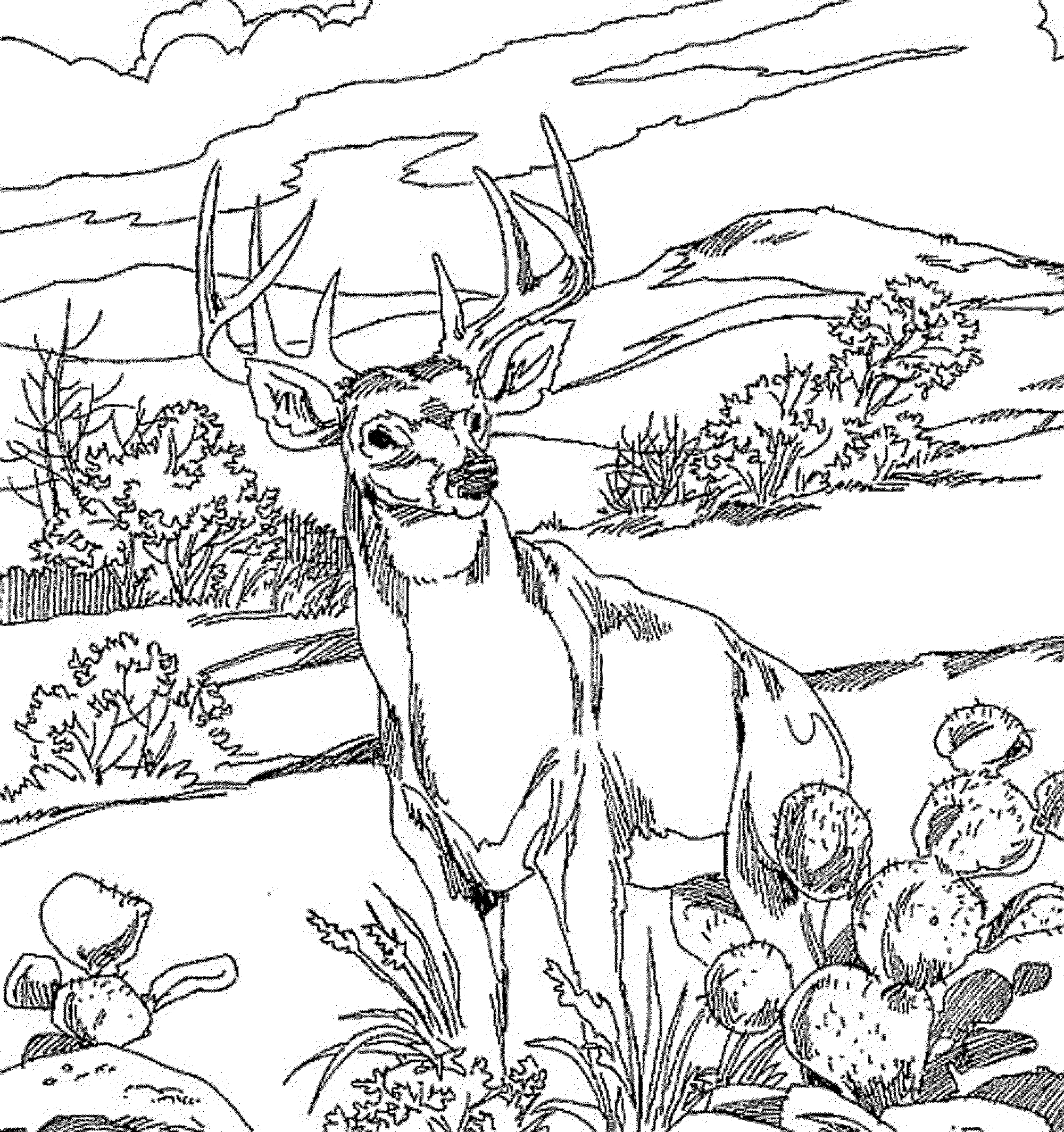 Раскраска: лес (природа) #157212 - Бесплатные раскраски для печати