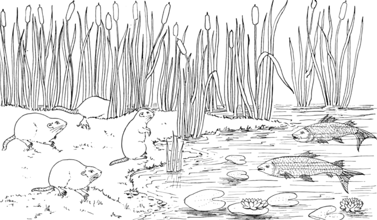 Раскраска: озеро (природа) #166123 - Бесплатные раскраски для печати