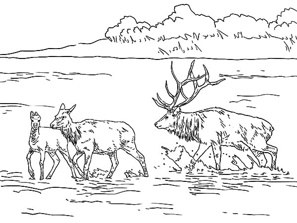 Раскраска: озеро (природа) #166158 - Бесплатные раскраски для печати