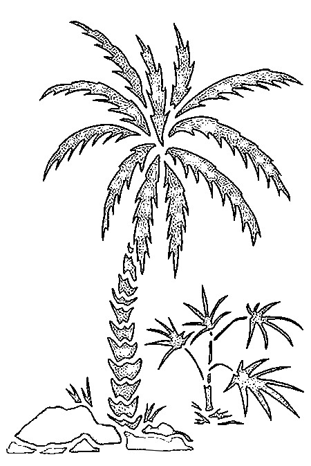 Раскраска: пальма (природа) #161123 - Бесплатные раскраски для печати