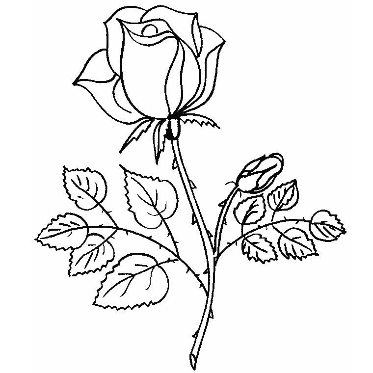 Раскраска: розы (природа) #161867 - Бесплатные раскраски для печати