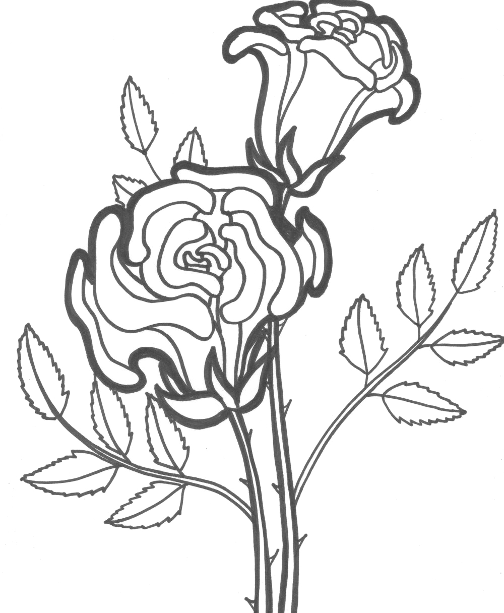 Раскраска: розы (природа) #161879 - Бесплатные раскраски для печати