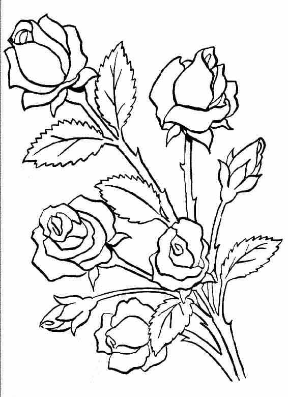 Раскраска: розы (природа) #161886 - Бесплатные раскраски для печати