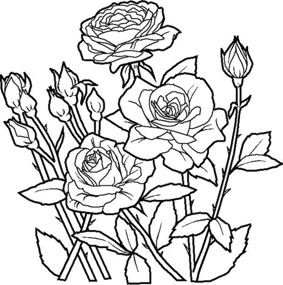 Раскраска: розы (природа) #161888 - Бесплатные раскраски для печати