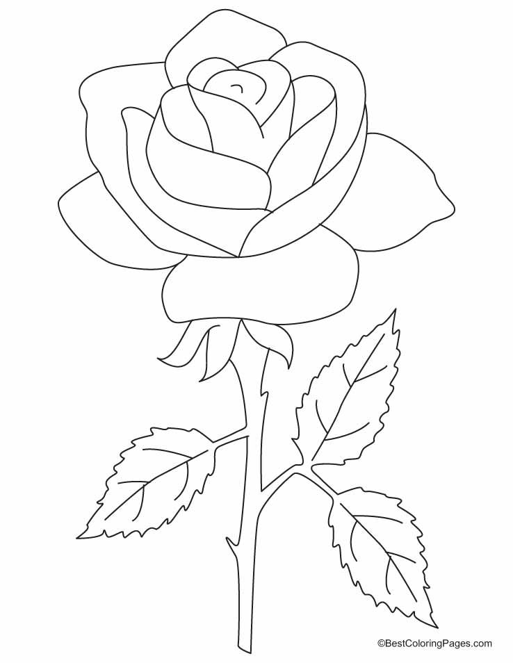 Раскраска: розы (природа) #161893 - Бесплатные раскраски для печати