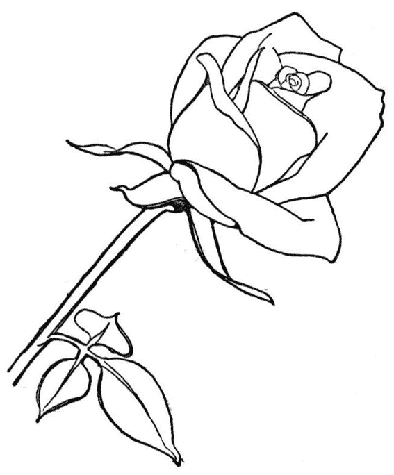 Раскраска: розы (природа) #161906 - Бесплатные раскраски для печати