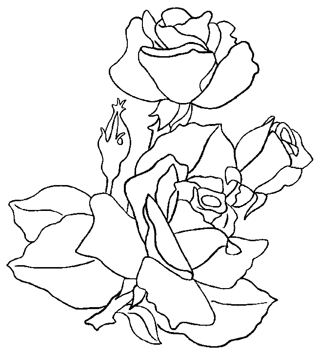 Раскраска: розы (природа) #161908 - Бесплатные раскраски для печати