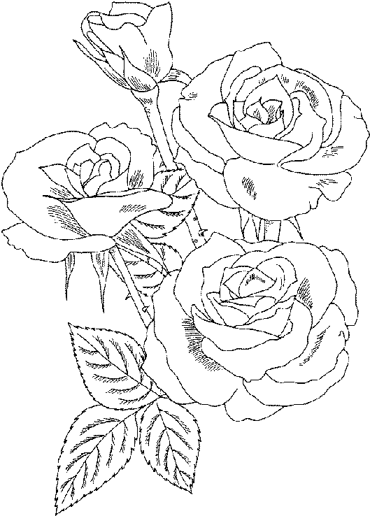 Раскраска: розы (природа) #161910 - Бесплатные раскраски для печати