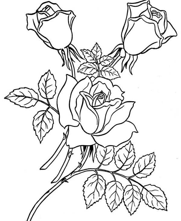 Раскраска: розы (природа) #161918 - Бесплатные раскраски для печати