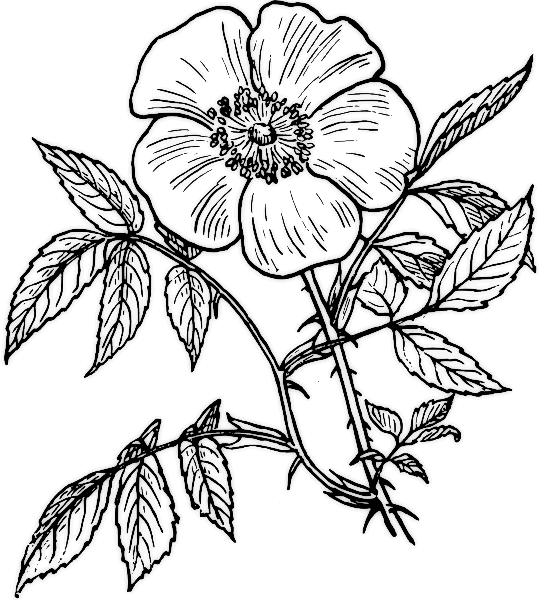 Раскраска: розы (природа) #161921 - Бесплатные раскраски для печати