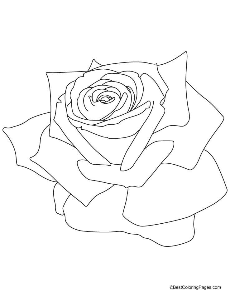 Раскраска: розы (природа) #161938 - Бесплатные раскраски для печати