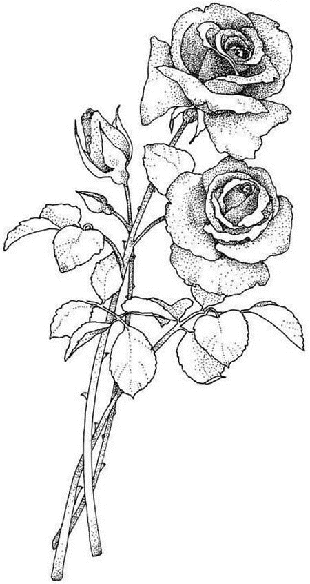 Раскраска: розы (природа) #161948 - Бесплатные раскраски для печати