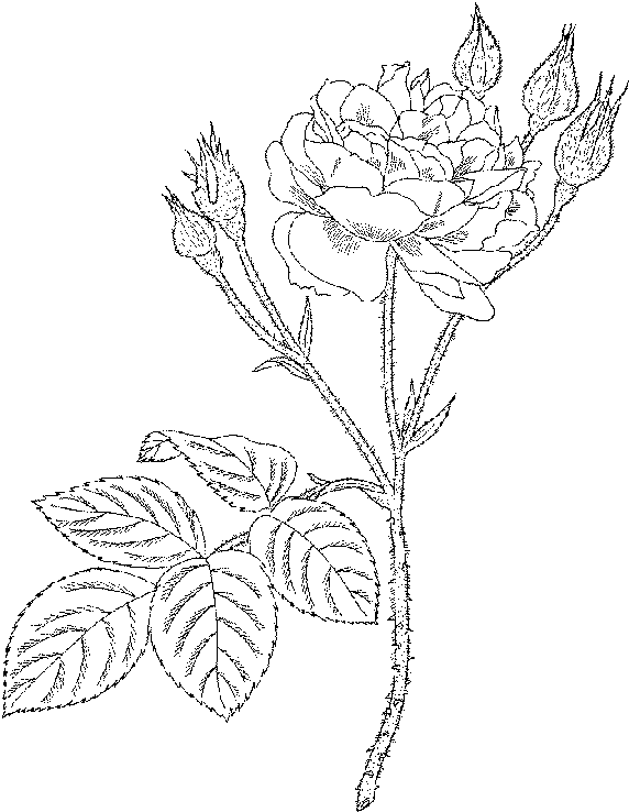 Раскраска: розы (природа) #161953 - Бесплатные раскраски для печати