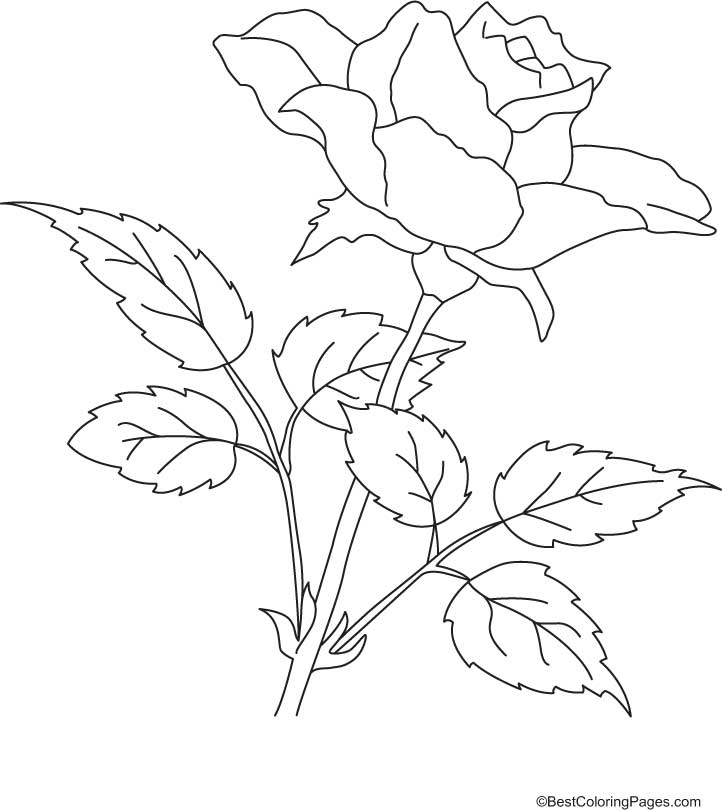 Раскраска: розы (природа) #161964 - Бесплатные раскраски для печати