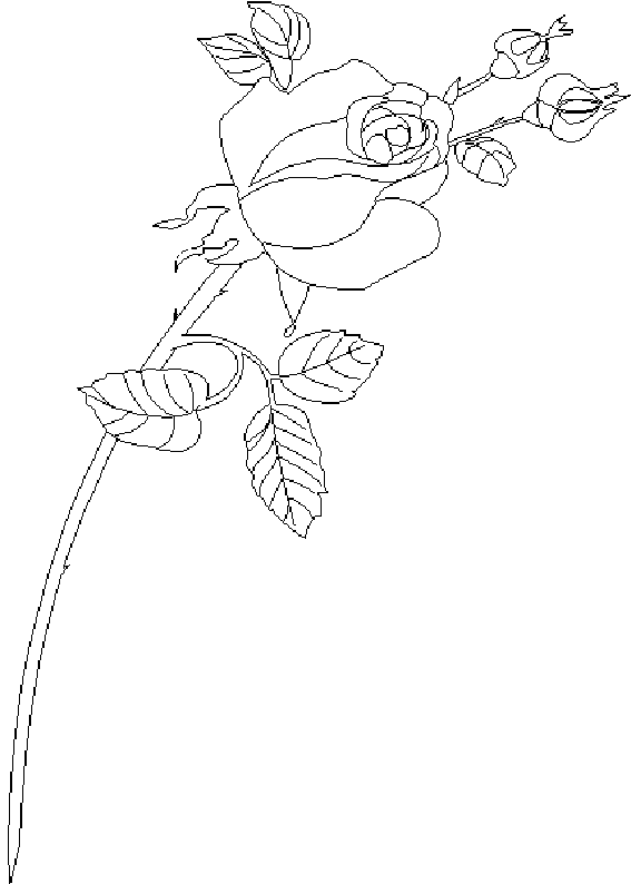 Раскраска: розы (природа) #161965 - Бесплатные раскраски для печати