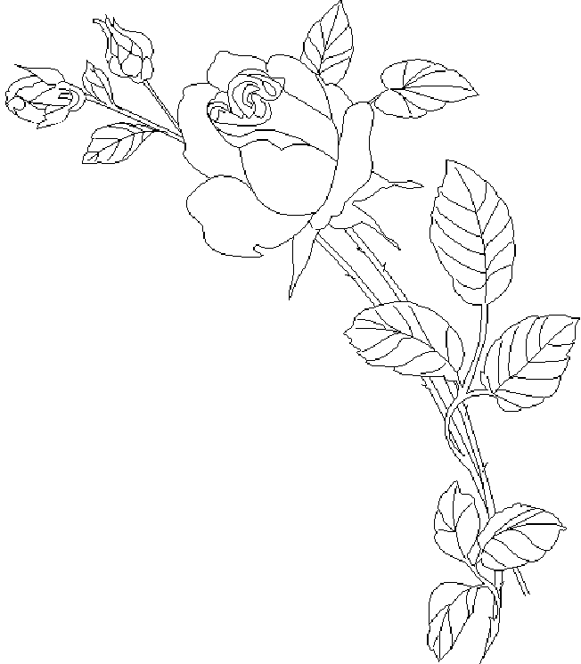 Раскраска: розы (природа) #161974 - Бесплатные раскраски для печати