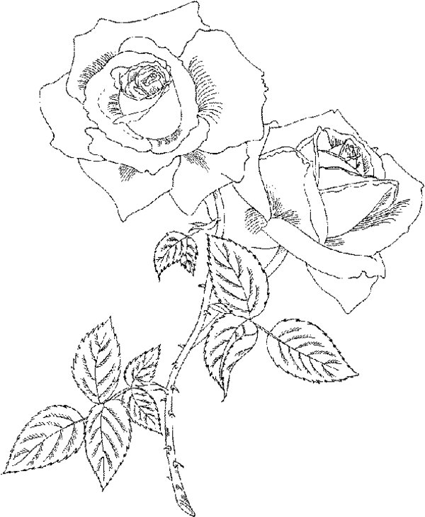 Раскраска: розы (природа) #161977 - Бесплатные раскраски для печати