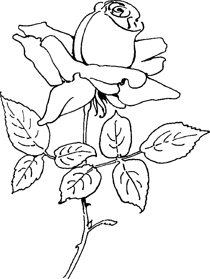 Раскраска: розы (природа) #161981 - Бесплатные раскраски для печати
