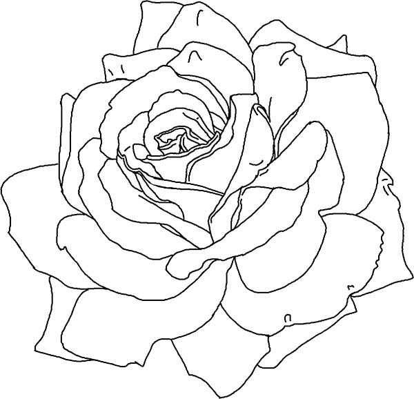Раскраска: розы (природа) #161983 - Бесплатные раскраски для печати