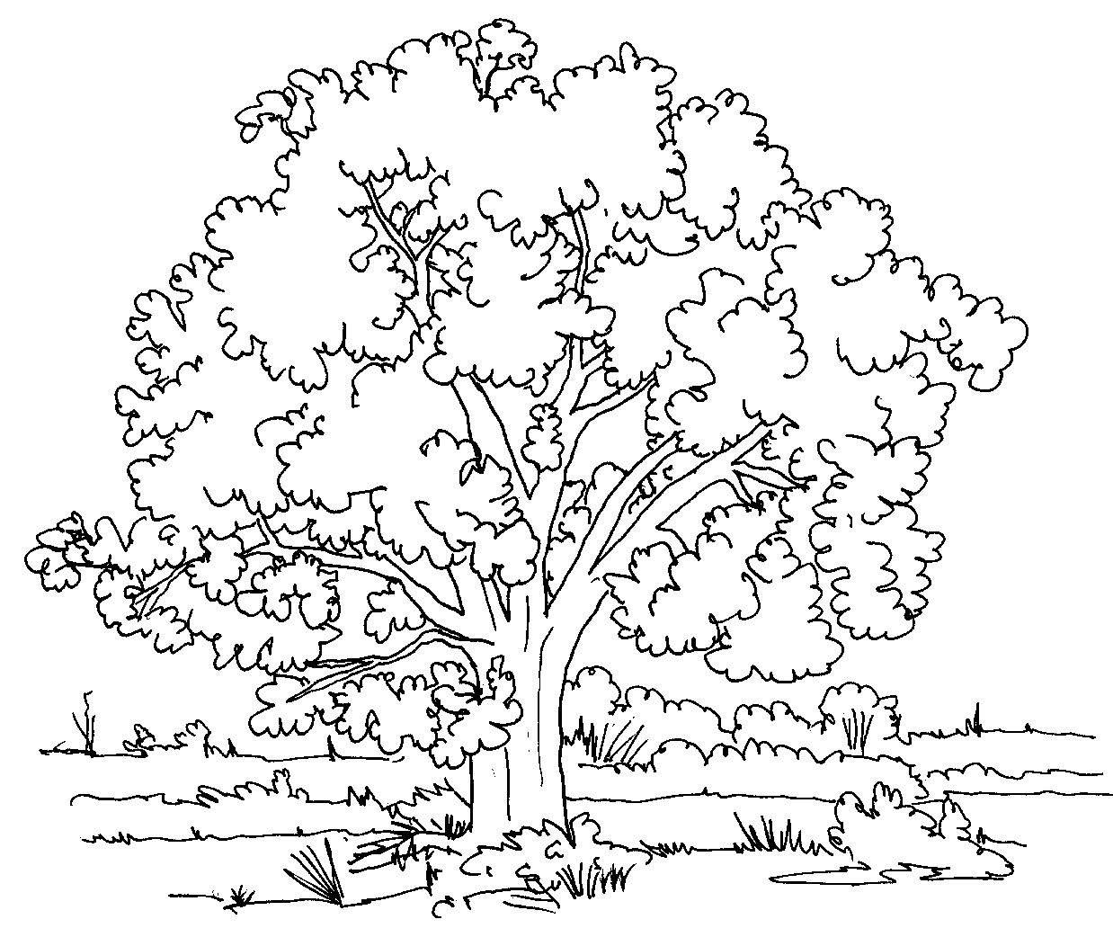 Раскраска: дерево (природа) #154668 - Бесплатные раскраски для печати