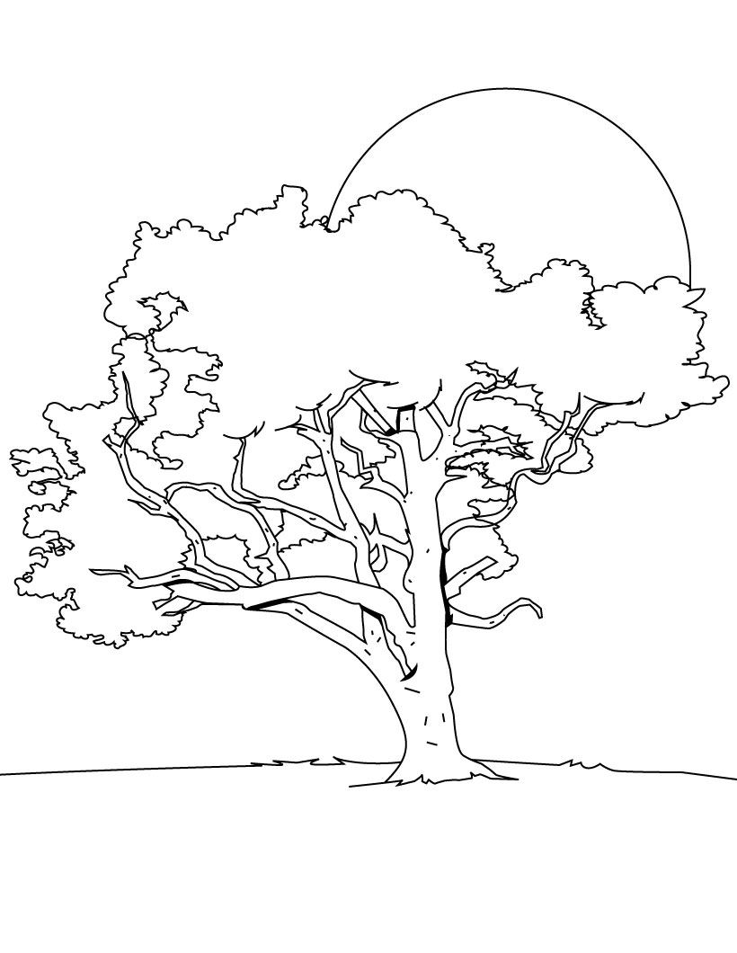 Раскраска: дерево (природа) #154677 - Бесплатные раскраски для печати