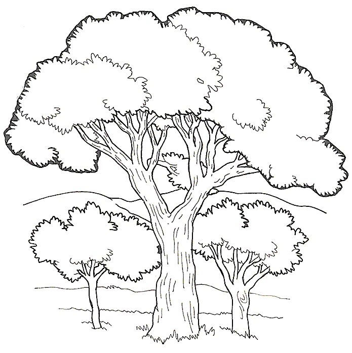 Раскраска: дерево (природа) #154733 - Бесплатные раскраски для печати