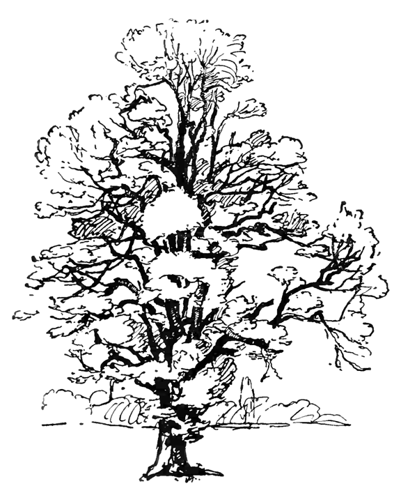 Раскраска: дерево (природа) #154743 - Бесплатные раскраски для печати