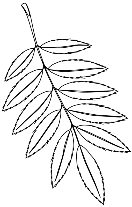 Раскраска: дерево (природа) #154766 - Бесплатные раскраски для печати