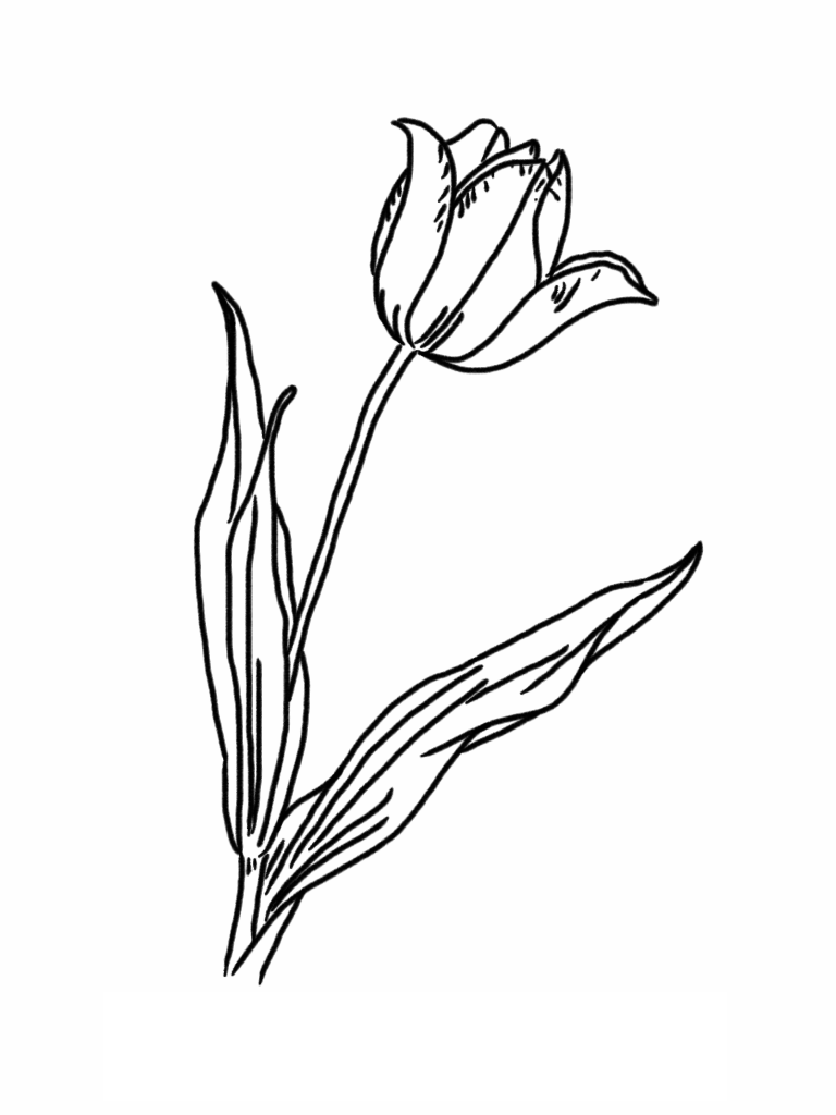 Раскраска: тюльпан (природа) #161641 - Бесплатные раскраски для печати