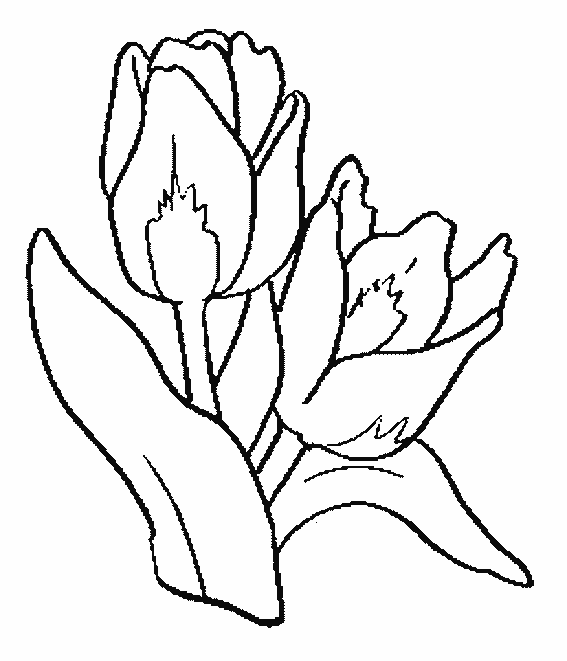 Раскраска: тюльпан (природа) #161648 - Бесплатные раскраски для печати