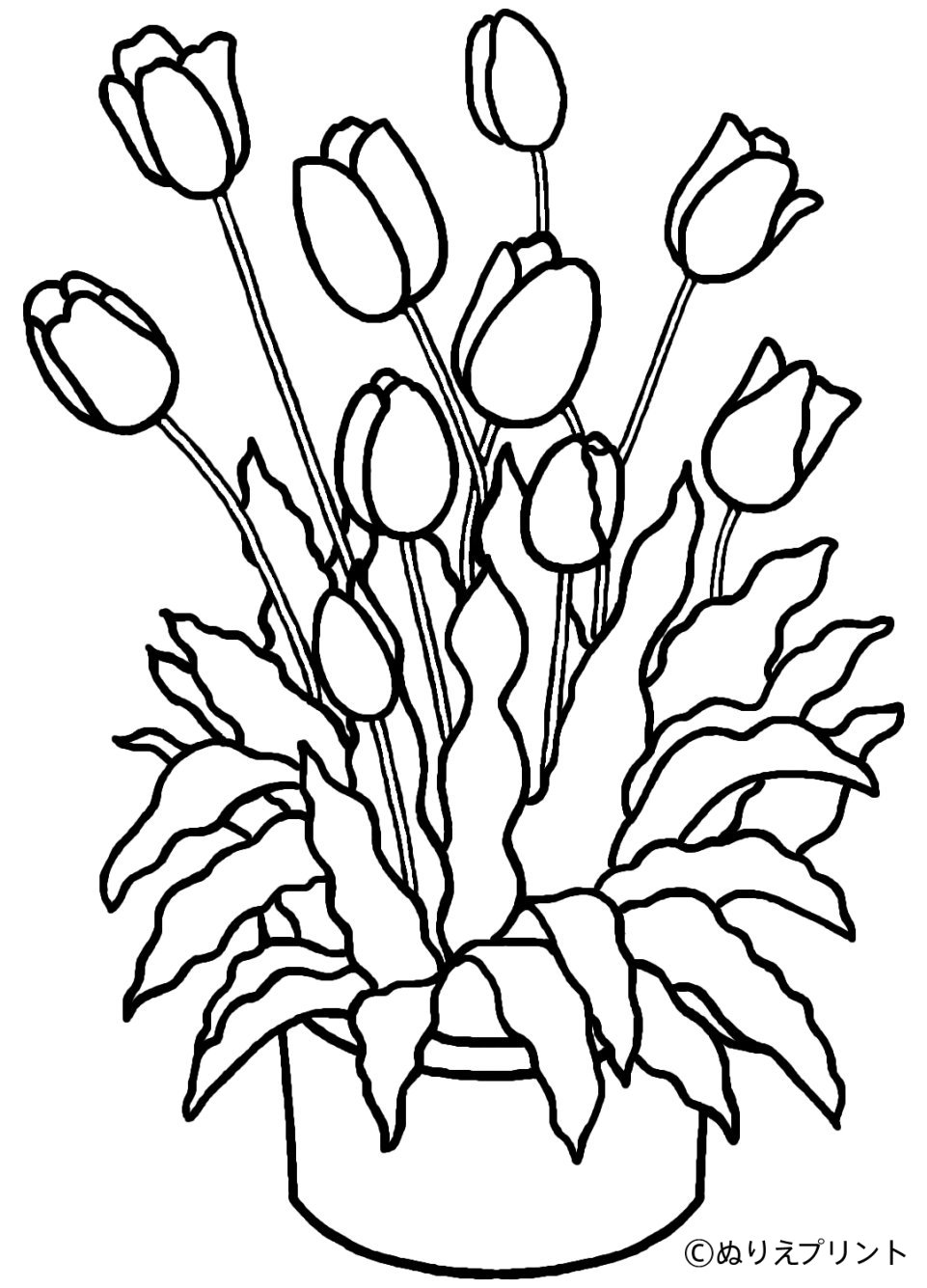 Раскраска: тюльпан (природа) #161649 - Бесплатные раскраски для печати