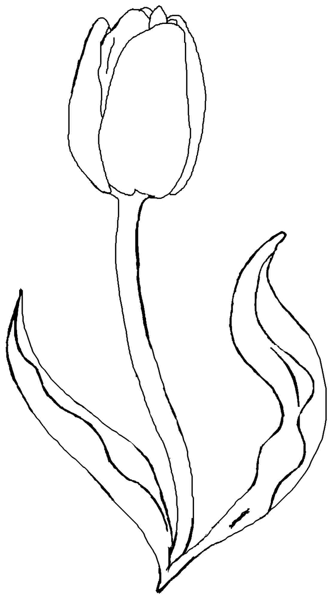 Раскраска: тюльпан (природа) #161651 - Бесплатные раскраски для печати