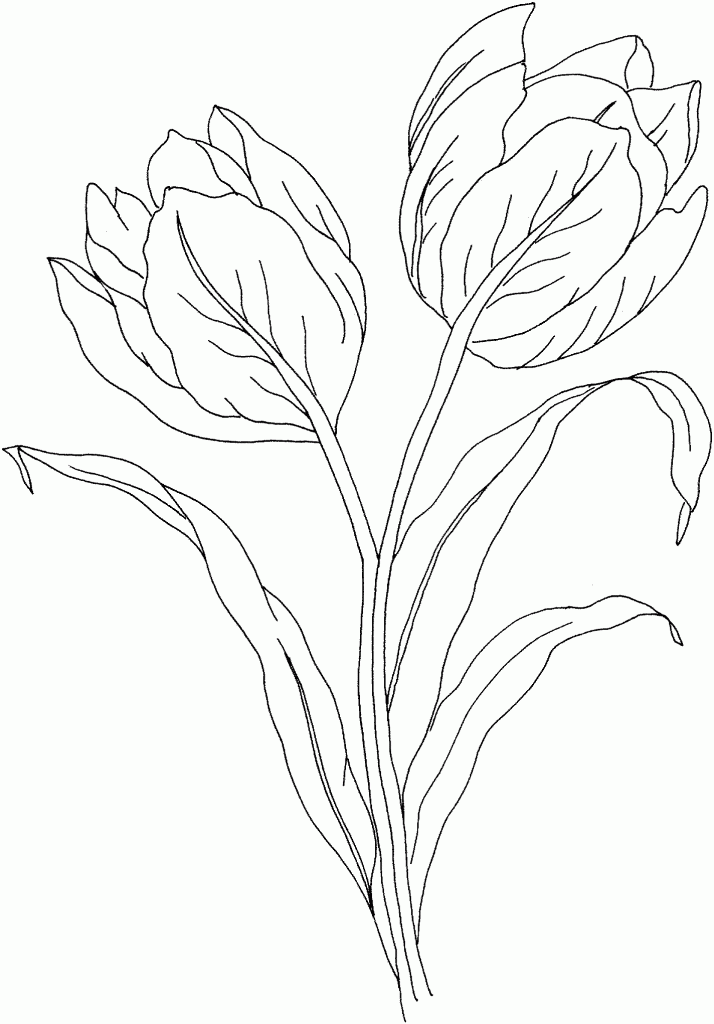 Раскраска: тюльпан (природа) #161655 - Бесплатные раскраски для печати