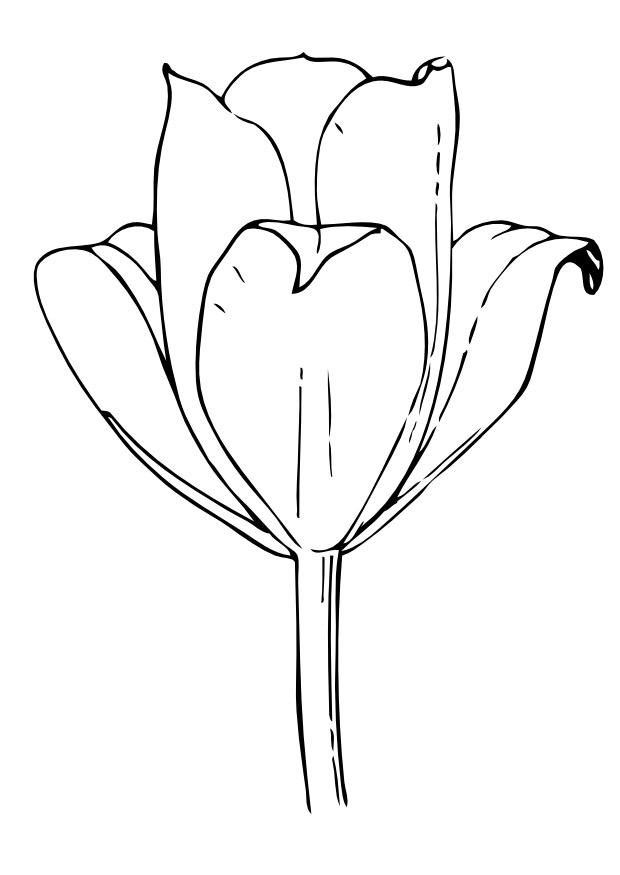 Раскраска: тюльпан (природа) #161657 - Бесплатные раскраски для печати