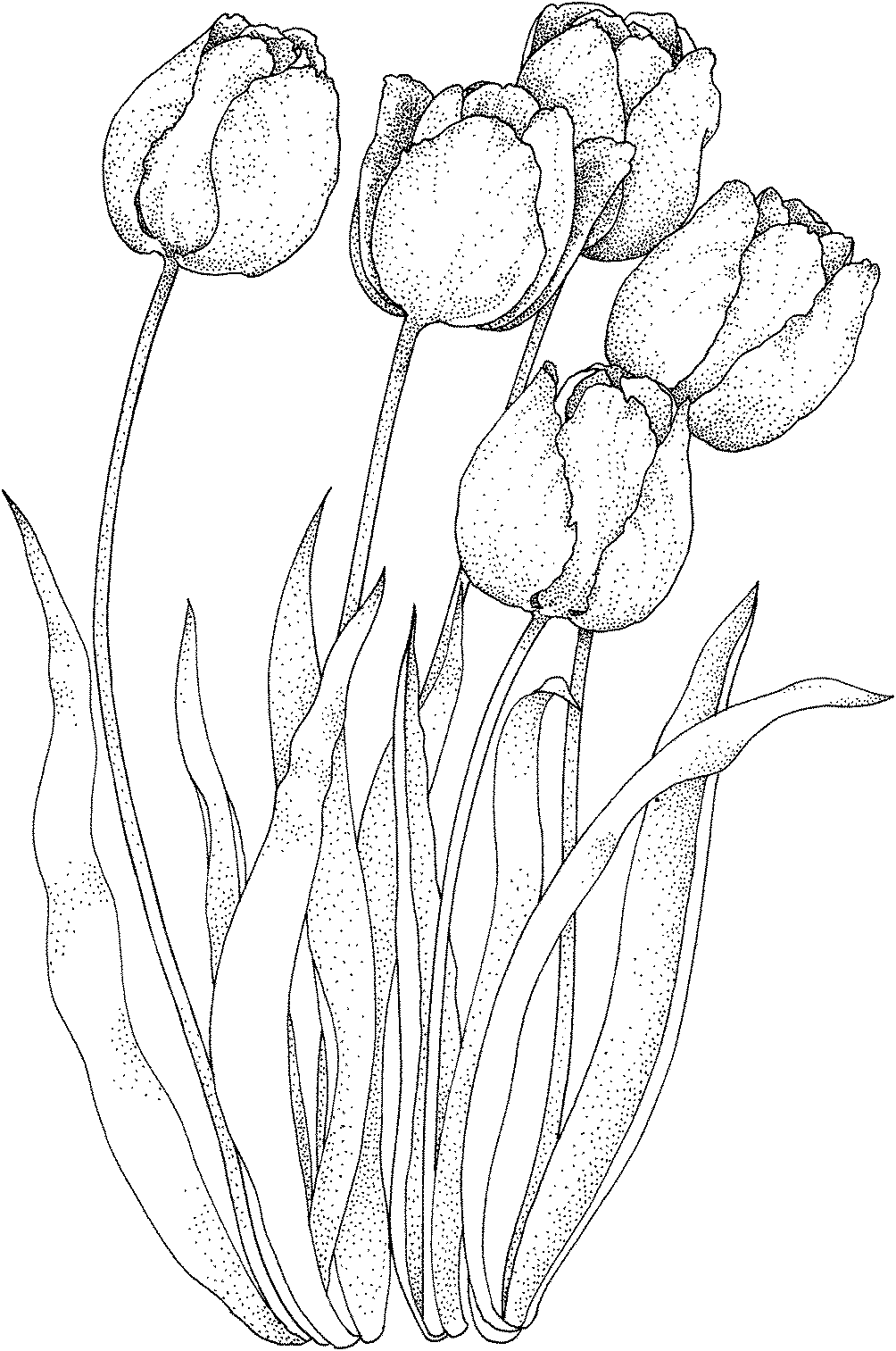 Раскраска: тюльпан (природа) #161658 - Бесплатные раскраски для печати