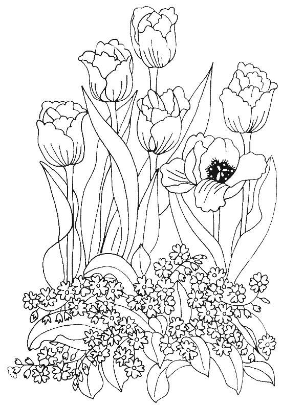Раскраска: тюльпан (природа) #161669 - Бесплатные раскраски для печати