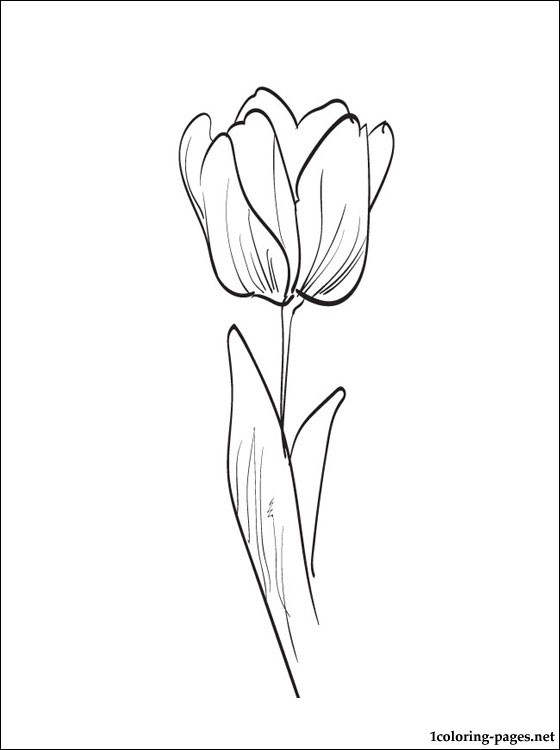 Раскраска: тюльпан (природа) #161688 - Бесплатные раскраски для печати