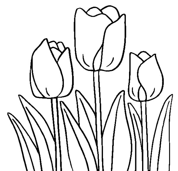 Раскраска: тюльпан (природа) #161701 - Бесплатные раскраски для печати