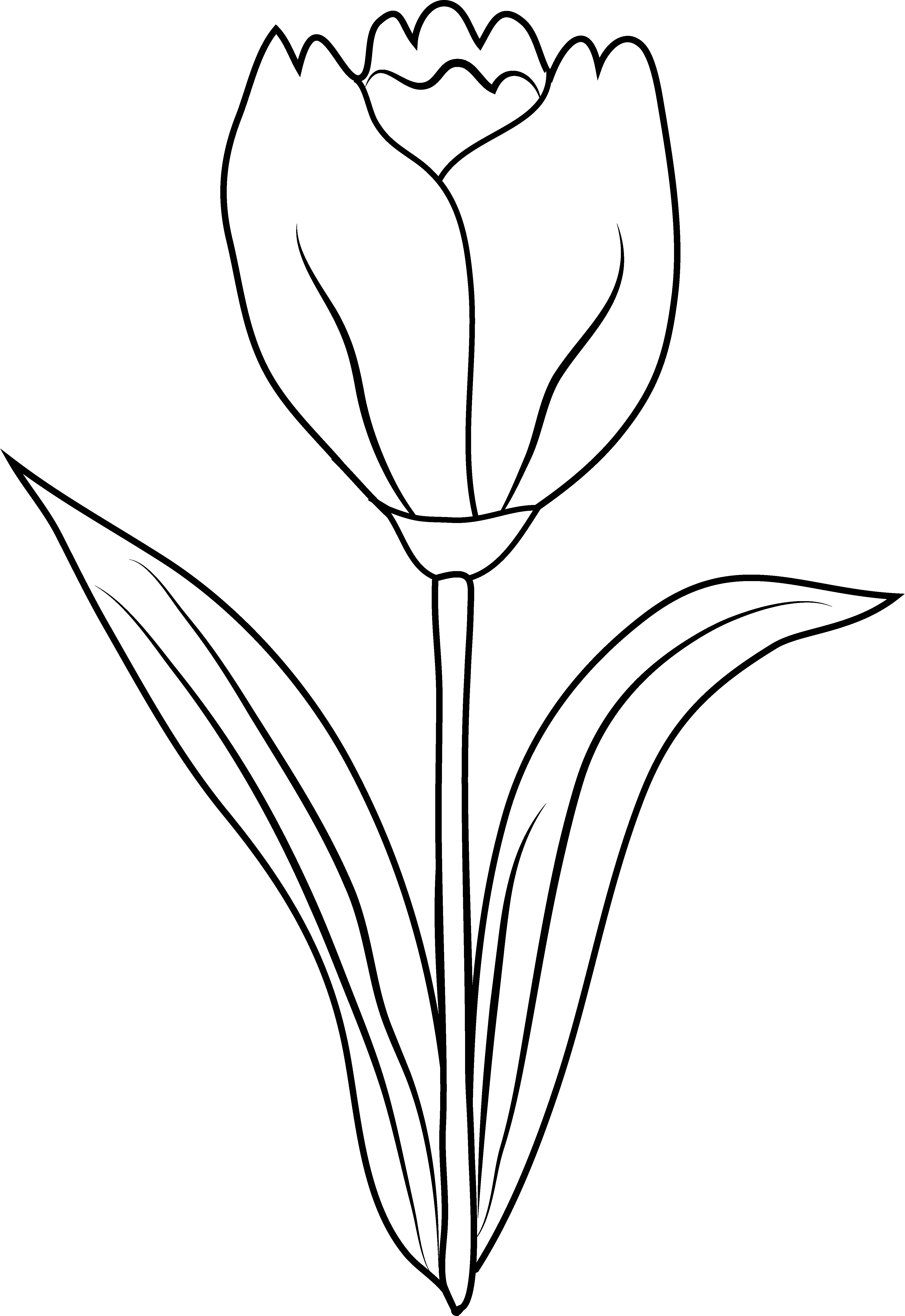 Раскраска: тюльпан (природа) #161706 - Бесплатные раскраски для печати