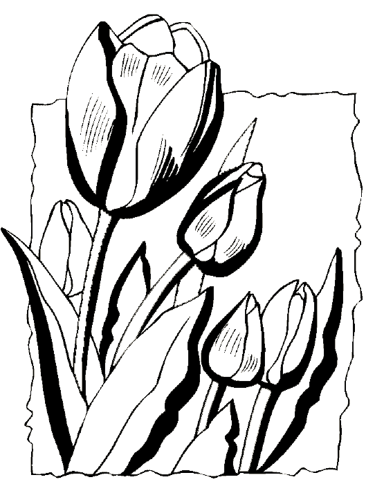 Раскраска: тюльпан (природа) #161730 - Бесплатные раскраски для печати