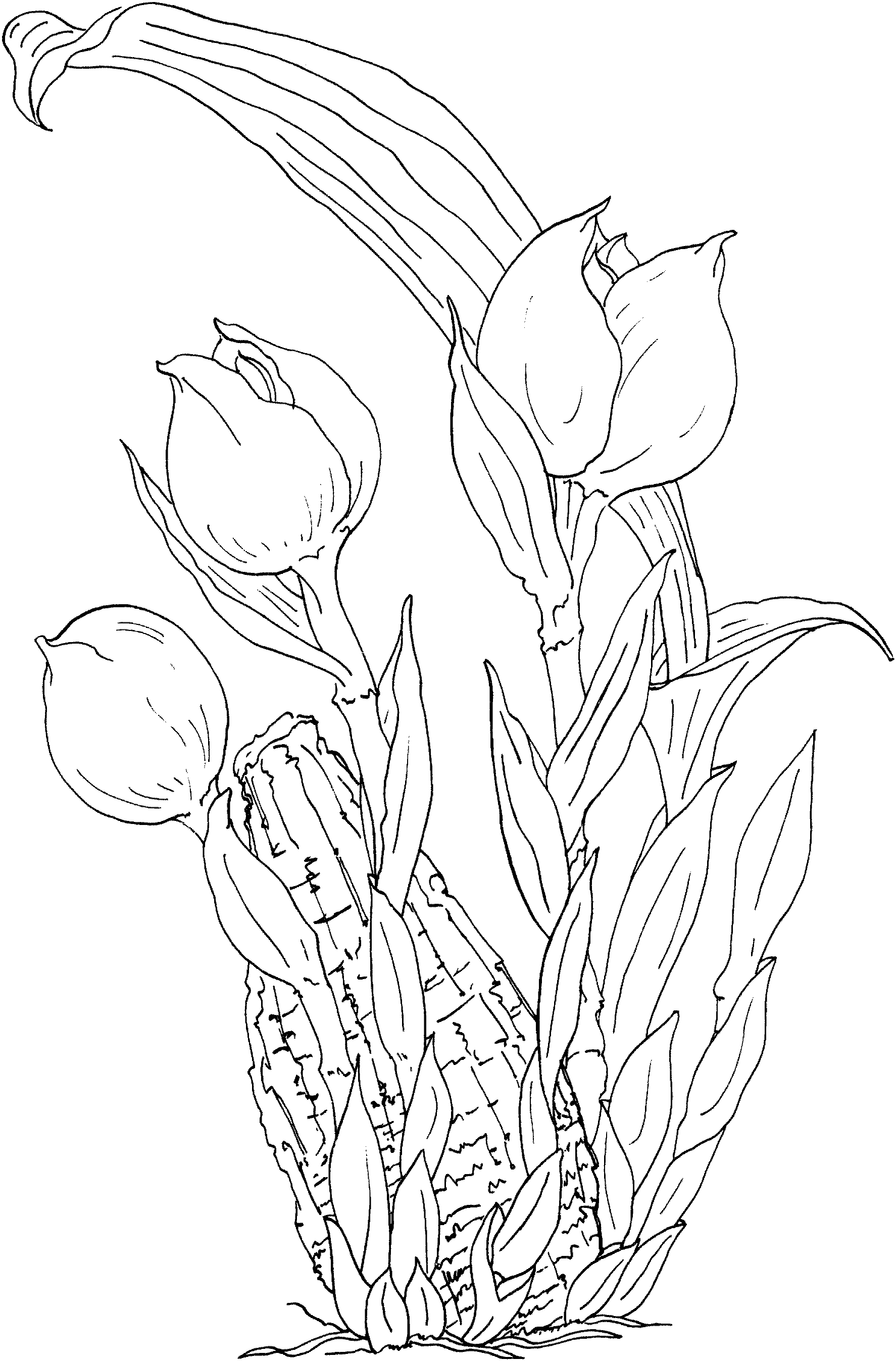 Раскраска: тюльпан (природа) #161737 - Бесплатные раскраски для печати
