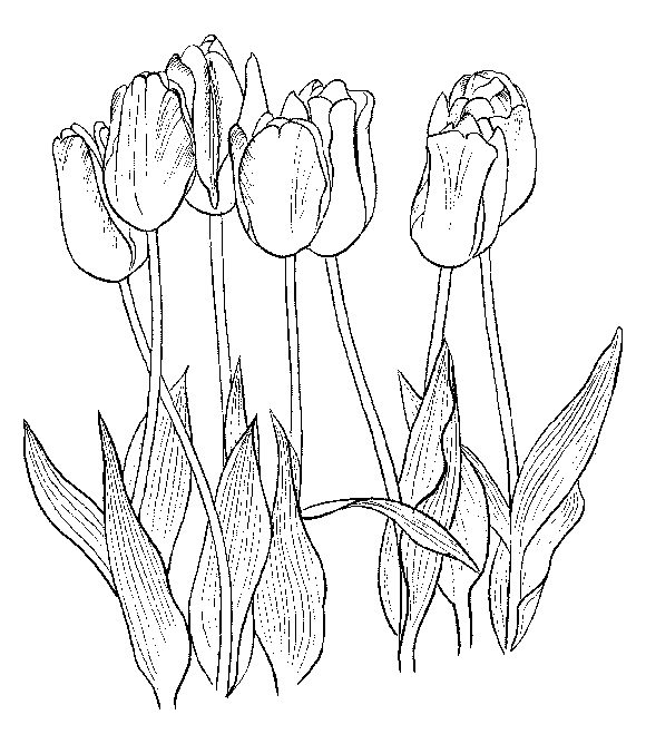 Раскраска: тюльпан (природа) #161776 - Бесплатные раскраски для печати