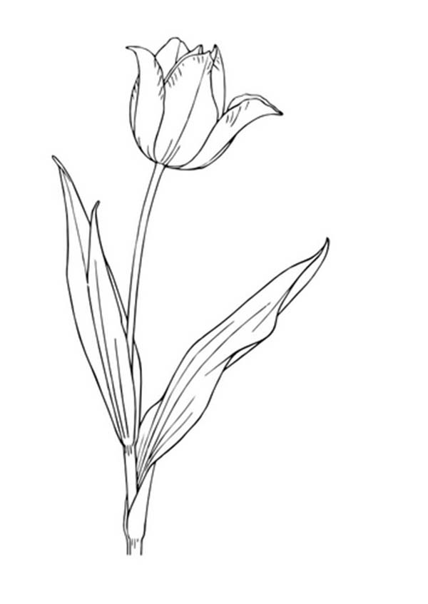 Раскраска: тюльпан (природа) #161787 - Бесплатные раскраски для печати