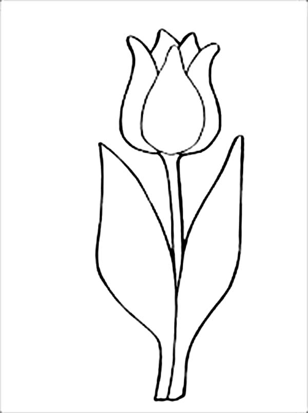 Раскраска: тюльпан (природа) #161791 - Бесплатные раскраски для печати