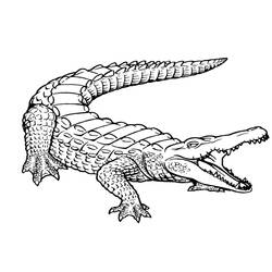 Раскраска: аллигатор (Животные) #375 - Раскраски для печати