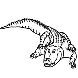 Раскраска: аллигатор (Животные) #380 - Раскраски для печати