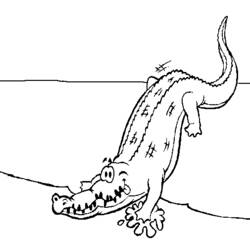 Раскраска: аллигатор (Животные) #387 - Раскраски для печати