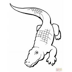 Раскраска: аллигатор (Животные) #414 - Раскраски для печати