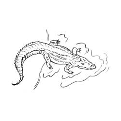 Раскраска: аллигатор (Животные) #431 - Раскраски для печати