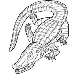 Раскраска: аллигатор (Животные) #434 - Раскраски для печати